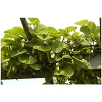 Pflanzen Für Dich Aristolochia macrophylla, Pfeifenwinde, großblättrig, 60–100 cm