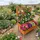 Relaxdays Hochbeet Blumenkasten 135 x 109 x 62 cm Orange