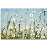 Artland Wandbild »Margeriten vor Sommer Himmel«, Blumenbilder, (1 St.), als Leinwandbild, Wandaufkleber in verschied. Größen,