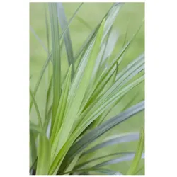 Carex foliosissima 'Irish Green', Ziergras, ca. 11x11 cm Topf