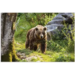Artland Alu-Dibond-Druck »Braunbär auf Wanderung«, Bären, (1 St.), für Innen- und Außenbereich geeignet, Outdoorbild Artland Farbe Bild(er): grün
