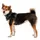 Ruffwear Front Range Hundegeschirr basalt gray XS