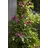 PlantaPro Clematis texensis 'Princess Diana' – Blühende Kletterpflanze von Native Plants