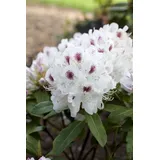pflanzen-für-dich.de – Rhododendron-hybride 'schneebukett' Rhododendron Hybr.'schneebukett' C 7,5 40- 50