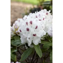 pflanzen-für-dich.de – Rhododendron-hybride 'schneebukett' Rhododendron Hybr.'schneebukett' C 7,5 40- 50