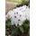 pflanzen-für-dich.de – Rhododendron-hybride 'schneebukett' Rhododendron Hybr.'schneebukett' C 7,5 40- 50