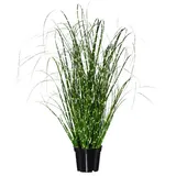 Gasper Zebragras Miscanthus im Topf H. 52cm grün