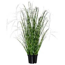 Gasper Zebragras Miscanthus im Topf H. 52cm grün