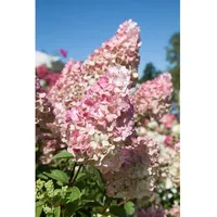 Pflanzen Für Dich Hydrangea paniculata 'Sundae Fraise', Rispenhortensie, rosa-weiß,