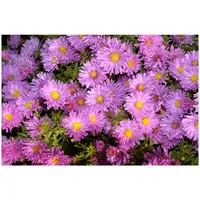 Pflanzen Für Dich Aster alpinus Happy End p 0,5