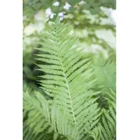 Pflanzen Für Dich Athyrium filix-femina, Frauenfarn, ca. 9x9 cm