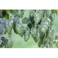 Pflanzen Für Dich Humulus lupulus 'Hersbrucker' Hopfen, 40–60 cm