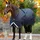 Horseware Ireland Horseware Amigo Bravo 12 XL Original Turnout Lite 0g - Red