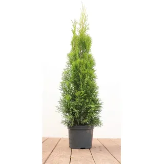 pflanzen-für-dich.de Thuja occidentalis 'Smaragd' 60–80 cm