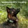 tractive Adventure Dog XL GPS-Lokalisierer Grau One Size