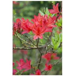 Rhododendron luteum 'Satan', gelb, 30–40 cm