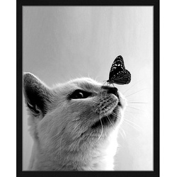 ANY IMAGE Digitaldruck »Hübsche Katze«, Rahmen: Buchenholz, Schwarz