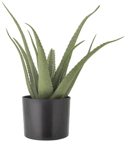 Aloe