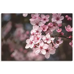 Artland Leinwandbild »Kirschblüten Nahaufnahme im Sonnenlicht«, Blumen, (1 St.), auf Keilrahmen gespannt Artland Farbe Bild(er): pink