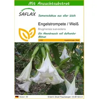 SAFLAX - Engelstrompete/Weiß - 10 Samen - Mit keimfreiem