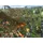 History: Great Battles Medieval (PC)