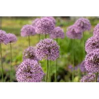 Pflanzen Für Dich Allium aflatunense 'Gladiator', Zierlauch, violett, ca.