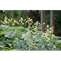 Pflanzen Für Dich Thalictrum flavum ssp. glaucum, gelb, ca.