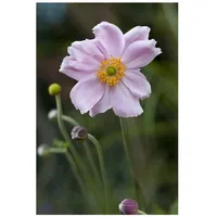 Pflanzen Für Dich Anemone tomentosa 'Septemberglanz', Herbst-Anemone, rosa, ca.