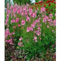Pflanzen Für Dich Sidalcea malviflora 'Rosanna', rosa Blüten, ca.