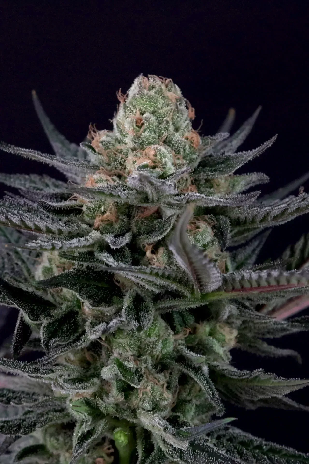 Paradise Seeds Caramba 5 Samen