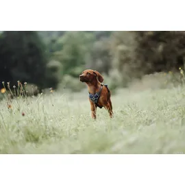 Hunter Divo Hundegeschirr Dunkelblau/Grau S