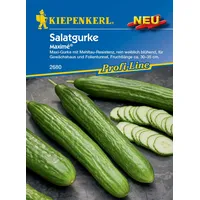 Kiepenkerl Profi-Line Salatgurkensamen Maximé® (Kaneco, F1) - Hochertragreiche F1-Hybride Gurkensamen, Mehltau-Resistent, Ideal für Gewächshaus, 30-35 cm Früchte, Profi-Line Gemüsesamen