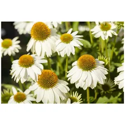 Echinacea purpurea 'PowWow White', weiß, ca. 9x9 cm Topf