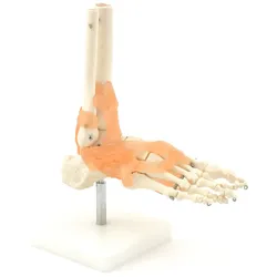 Fuß-Skelettmodell mit Bandapparat Lebensgroß Fuß-Modell HeineScientific