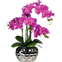 creativ-green Kunstpflanze Phalaenopsis, Höhe: 55 cm