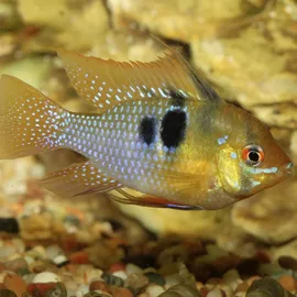 JBL Fischfutter Pronovo Cichlid Grano S Fischfuttergranulat 250 ml