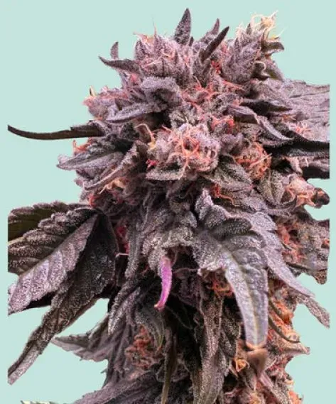 Mainhattan Seeds Pink Runtz 5 Samen