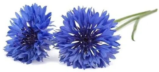 Click and Grow - Smart Garden Refill 3-pack Cornflower