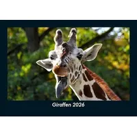 Vero Kalender Giraffen 2026 Fotokalender DIN A5 von Tobias