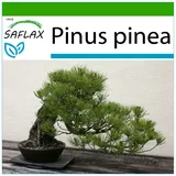 Saflax - Bonsai - - 6 Samen - Mit keimfreiem Anzuchtsubstrat