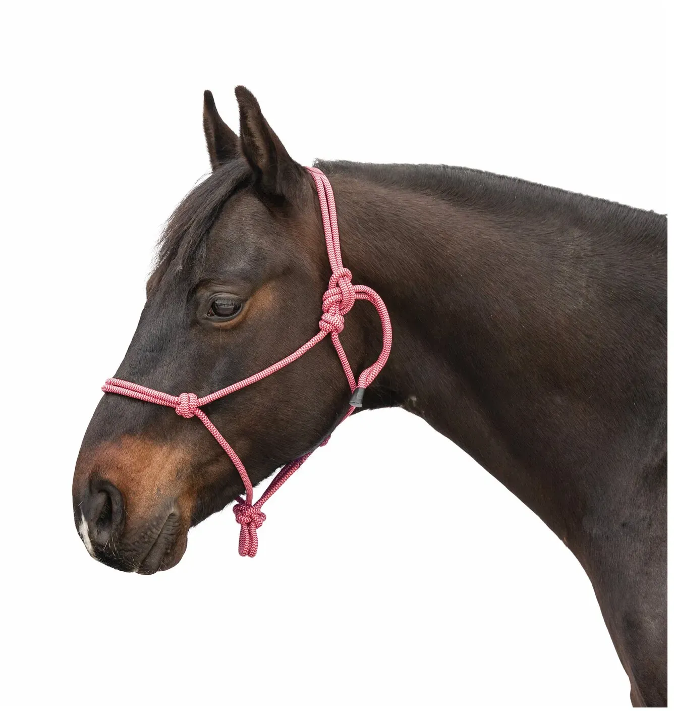 Passion 4Q Knotenhalfter orange/caramel Full