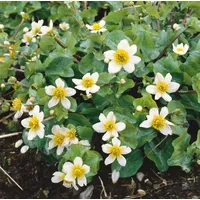 Pflanzen Für Dich Caltha leptosepala, Sumpfdotterblume, weiß, ca. 9x9