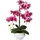 Creativ green Gasper Orchidee Phalaenopsis 52cm, im Keramiktopf, rosa