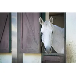 Fototapete PAPERMOON "PFERD-TIERE PFERDE PFERDEKOPF PONY WANDTAPETE WANDDEKO", bunt, B:3,00m L:2,23m, Vlies, Tapeten