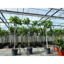 grünwaren Feigenbaum 150-180 cm Obstbaum winterhart kräftiger Stamm, Ficus Carica, Feige, Obst