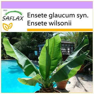 SAFLAX Schneebanane (Ensete glaucum) 5 Samen