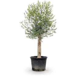 Olivenbaum ‘Andalucia’