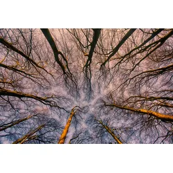 Fototapete PAPERMOON "Sonnenaufgang durch den Wald", bunt, B:3,00m L:2,23m, Vlies, Tapeten