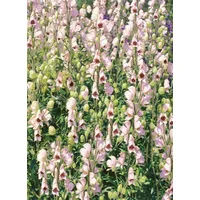Pflanzen Für Dich Aconitum napellus 'Rubellum' p 1
