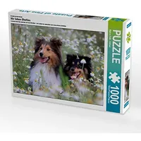 Calvendo Ein Motiv aus dem Kalender Wir lieben Shelties